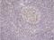 Nucleophosmin 1 antibody, MBS200037, MyBioSource, Immunohistochemistry paraffin image 