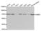 Lamin B1 antibody, abx001562, Abbexa, Western Blot image 