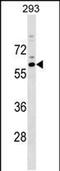 RasGEF Domain Family Member 1C antibody, PA5-48914, Invitrogen Antibodies, Western Blot image 