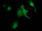 Zinc Finger AN1-Type Containing 2B antibody, LS-C172593, Lifespan Biosciences, Immunofluorescence image 