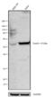 Forkhead Box O4 antibody, 720154, Invitrogen Antibodies, Western Blot image 