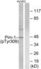 Pim-1 Proto-Oncogene, Serine/Threonine Kinase antibody, LS-C199440, Lifespan Biosciences, Western Blot image 