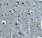 Relaxin 3 antibody, PA5-72862, Invitrogen Antibodies, Immunohistochemistry frozen image 