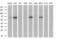 Cbl Proto-Oncogene C antibody, MA5-26045, Invitrogen Antibodies, Western Blot image 