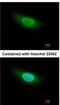 Geminin DNA Replication Inhibitor antibody, NBP2-16639, Novus Biologicals, Immunofluorescence image 
