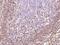 Pro-interleukin-16 antibody, 10944-MM55, Sino Biological, Immunohistochemistry paraffin image 