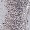 RUN And FYVE Domain Containing 2 antibody, NBP1-90448, Novus Biologicals, Immunohistochemistry frozen image 
