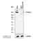 Capicua Transcriptional Repressor antibody, NB110-59906, Novus Biologicals, Western Blot image 