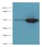 Isocitrate Dehydrogenase (NADP(+)) 2, Mitochondrial antibody, LS-C375940, Lifespan Biosciences, Western Blot image 