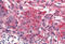 Frizzled Class Receptor 4 antibody, MBS244159, MyBioSource, Immunohistochemistry frozen image 