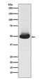 GATA Binding Protein 2 antibody, M01415, Boster Biological Technology, Western Blot image 