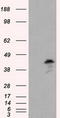 MCL1 Apoptosis Regulator, BCL2 Family Member antibody, LS-C115040, Lifespan Biosciences, Western Blot image 