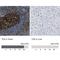 Thymocyte Selection Associated High Mobility Group Box antibody, NBP1-87857, Novus Biologicals, Immunohistochemistry paraffin image 