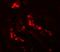 Autophagy Related 3 antibody, GTX85005, GeneTex, Immunohistochemistry paraffin image 