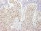 RHE antibody, A301-461A, Bethyl Labs, Immunohistochemistry frozen image 