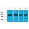 AKT Serine/Threonine Kinase 3 antibody, LS-C387524, Lifespan Biosciences, Western Blot image 