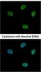 Cyclin Dependent Kinase 10 antibody, NBP2-14908, Novus Biologicals, Immunocytochemistry image 