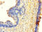 Nuclear Receptor Binding SET Domain Protein 3 antibody, LS-C379819, Lifespan Biosciences, Immunohistochemistry paraffin image 