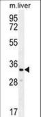 Clavesin 2 antibody, LS-C162622, Lifespan Biosciences, Western Blot image 