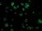 Thiopurine S-Methyltransferase antibody, NBP2-02356, Novus Biologicals, Immunofluorescence image 