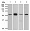 TCP-1 antibody, ab109126, Abcam, Western Blot image 