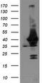 DGU antibody, CF503755, Origene, Western Blot image 