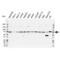 Interleukin-1 receptor-associated kinase-like 2 antibody, VPA00134, Bio-Rad (formerly AbD Serotec) , Western Blot image 