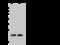 RWD Domain Containing 4 antibody, 203131-T36, Sino Biological, Western Blot image 