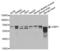 G3BP Stress Granule Assembly Factor 1 antibody, abx004084, Abbexa, Western Blot image 