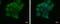 Selenocysteine-specific elongation factor antibody, GTX120560, GeneTex, Immunofluorescence image 