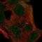 Integrin cytoplasmic domain-associated protein 1 antibody, NBP2-57261, Novus Biologicals, Immunofluorescence image 