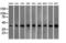 Basigin (Ok Blood Group) antibody, LS-C115198, Lifespan Biosciences, Western Blot image 