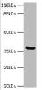 Carbonic Anhydrase 12 antibody, A55882-100, Epigentek, Western Blot image 