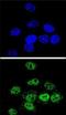 Histamine Receptor H2 antibody, orb214058, Biorbyt, Immunofluorescence image 