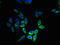 Cytochrome B5 Type B antibody, LS-B15864, Lifespan Biosciences, Immunofluorescence image 