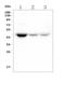 Homer Scaffold Protein 3 antibody, M09145, Boster Biological Technology, Western Blot image 