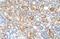 ALG11 Alpha-1,2-Mannosyltransferase antibody, A10223, Boster Biological Technology, Immunohistochemistry frozen image 