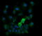 Kallikrein Related Peptidase 8 antibody, LS-C174716, Lifespan Biosciences, Immunofluorescence image 