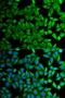 4-aminobutyrate aminotransferase, mitochondrial antibody, orb167213, Biorbyt, Immunofluorescence image 