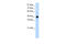 Obg Like ATPase 1 antibody, 29-244, ProSci, Enzyme Linked Immunosorbent Assay image 