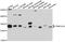 TRNA Methyltransferase 61A antibody, abx126740, Abbexa, Western Blot image 