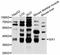 SIX Homeobox 1 antibody, abx126553, Abbexa, Western Blot image 