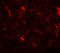Corticotropin Releasing Hormone antibody, 7797, ProSci, Immunofluorescence image 