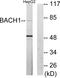 BTB Domain And CNC Homolog 1 antibody, LS-C118663, Lifespan Biosciences, Western Blot image 