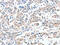 ADAM Metallopeptidase Domain 10 antibody, CSB-PA909378, Cusabio, Immunohistochemistry frozen image 