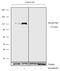 RB Transcriptional Corepressor 1 antibody, 702111, Invitrogen Antibodies, Western Blot image 