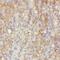Basic, Immunoglobulin-Like Variable Motif Containing antibody, FNab00902, FineTest, Immunohistochemistry frozen image 