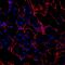 Hemopexin antibody, PA5-47891, Invitrogen Antibodies, Immunohistochemistry frozen image 