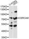 Cerebral Endothelial Cell Adhesion Molecule antibody, LS-C749365, Lifespan Biosciences, Western Blot image 