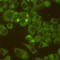 DEAD-Box Helicase 3 X-Linked antibody, M00751-1, Boster Biological Technology, Immunocytochemistry image 